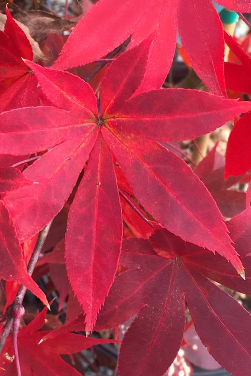  Omato Japanese Maple - 1 Gallon Pot