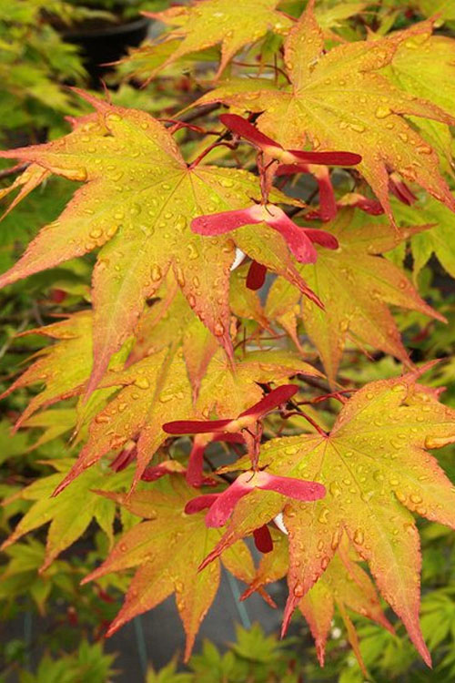  Omato Japanese Maple - 1 Gallon Pot