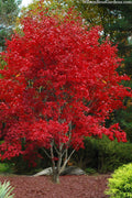  Omato Japanese Maple - 1 Gallon Pot