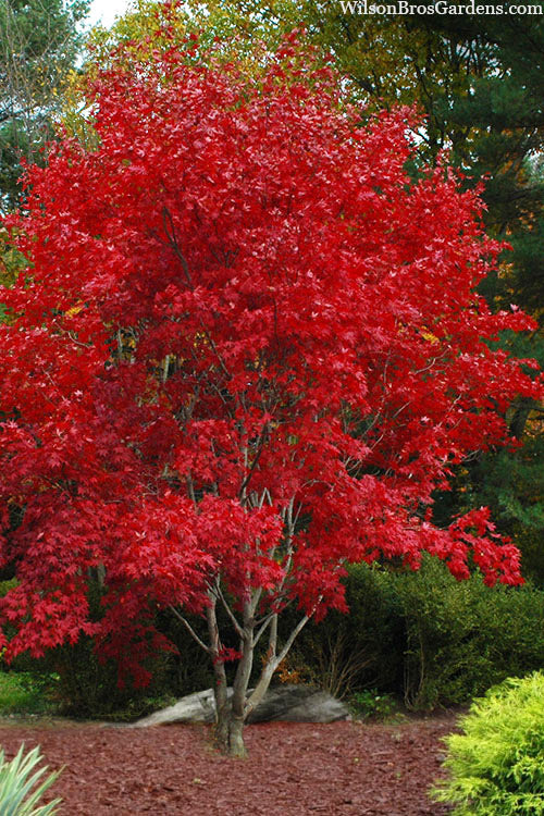  Omato Japanese Maple - 1 Gallon Pot