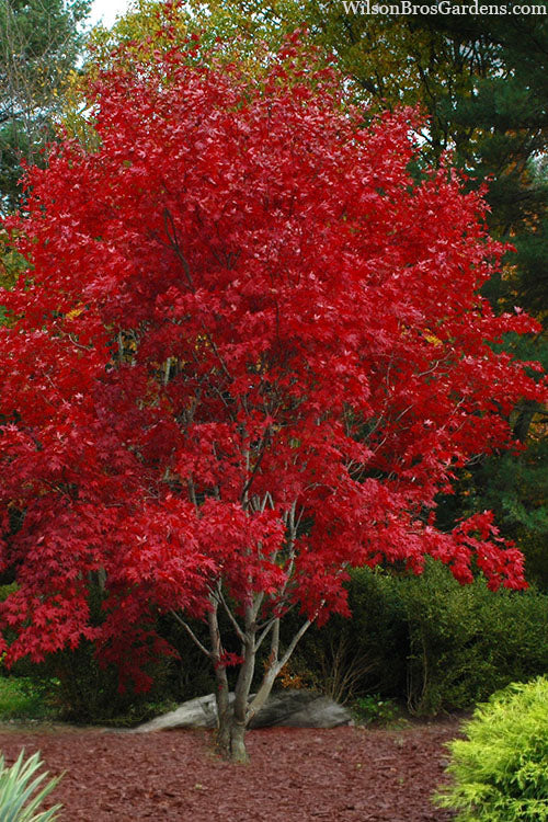  Omato Japanese Maple - 1 Gallon Pot