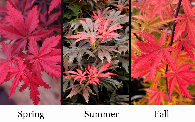  Orion Dwarf Red Japanese Maple - 1 Gallon Pot