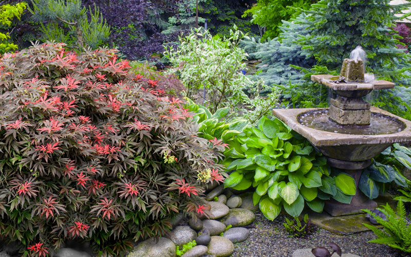  Orion Dwarf Red Japanese Maple - 1 Gallon Pot