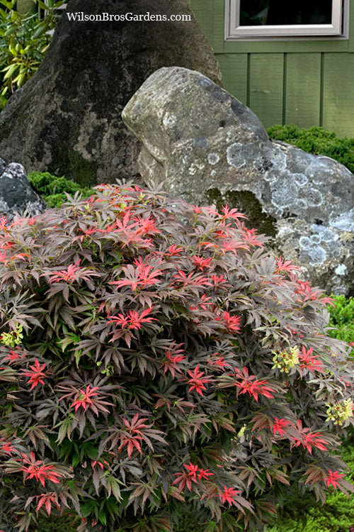  Orion Dwarf Red Japanese Maple - 1 Gallon Pot