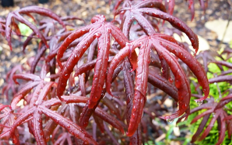  Peve's Starfish Japanese Maple - 7 Gallon Pot (7-8' HT)