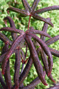  Peve's Starfish Japanese Maple - 5 Gallon Pot (4.5-5.5')