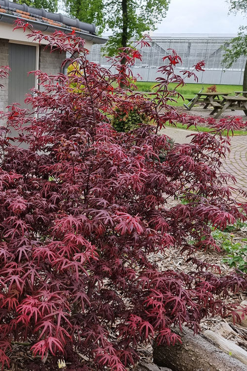  Peve's Starfish Japanese Maple - 5 Gallon Pot (4.5-5.5')
