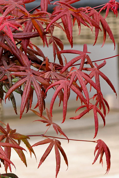  Peve's Starfish Japanese Maple - 7 Gallon Pot (7-8' HT)