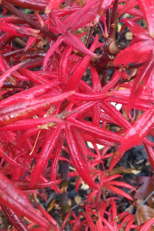 Peve's Starfish Japanese Maple - 5 Gallon Pot (4.5-5.5')