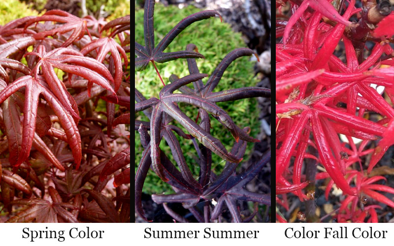  Peve's Starfish Japanese Maple - 5 Gallon Pot (4.5-5.5')