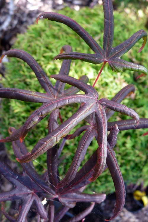  Peve's Starfish Japanese Maple - 3 Gallon Pot (2.5')