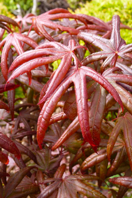  Peve's Starfish Japanese Maple - 7 Gallon Pot (7-8' HT)