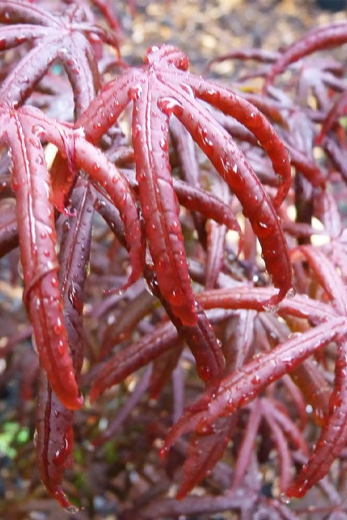  Peve's Starfish Japanese Maple - 7 Gallon Pot (7-8' HT)