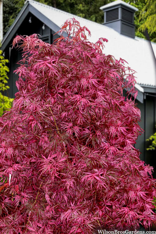  Pink BallerinaJapanese Maple - 3 Gallon Pot