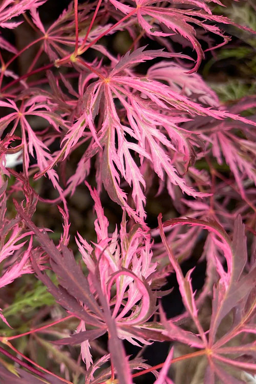  Pink BallerinaJapanese Maple - 3 Gallon Pot
