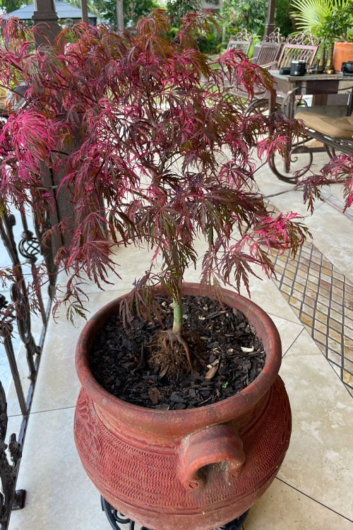  Pink Ballerina Japanese Maple - 2 Gallon Pot