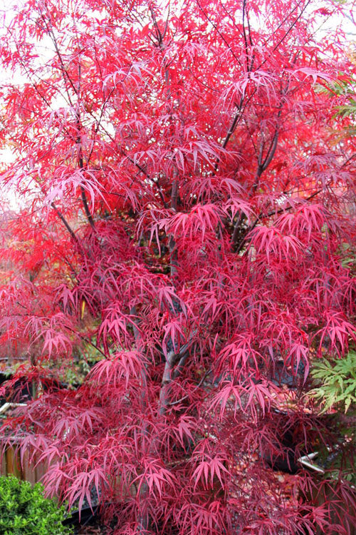  Pung Kil Japanese Maple - 3 Gallon Pot (2-3')