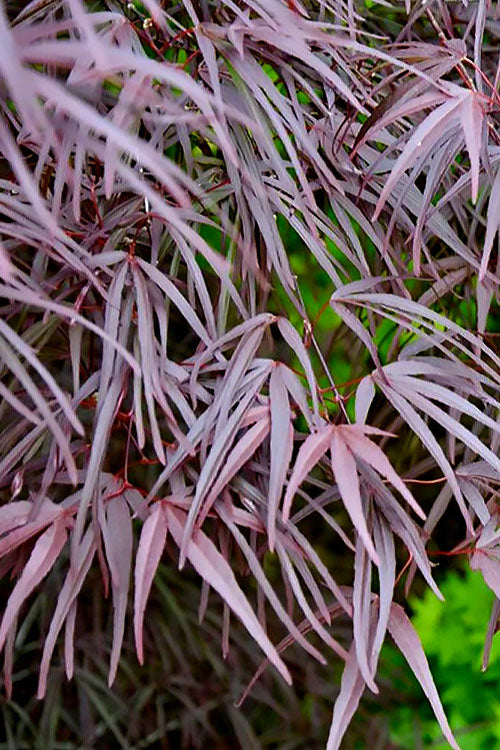  Pung Kil Japanese Maple - 3 Gallon Pot (2-3')