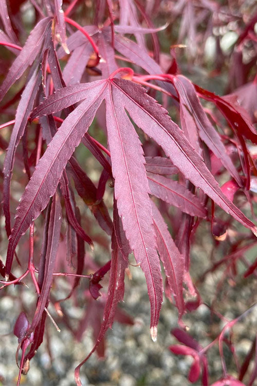  Pung Kil Japanese Maple - 3 Gallon Pot (2-3')