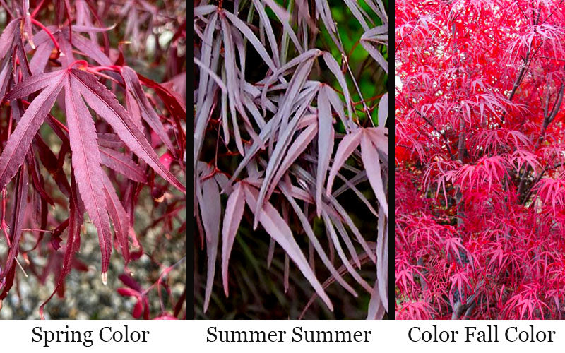  Pung Kil Japanese Maple - 3 Gallon Pot (2-3')