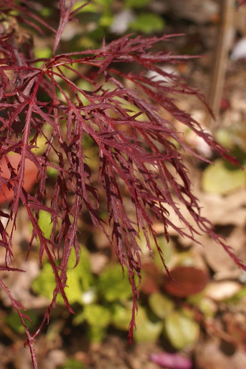  Red Filigree Lace Weeping Japanese Maple - 1 Gallon Pot