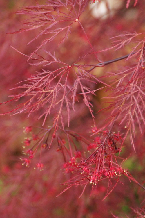  Red Filigree Lace Weeping Japanese Maple - 1 Gallon Pot