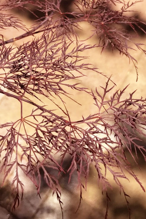  Red Filigree Lace Weeping Japanese Maple - 3 Gallon Pot