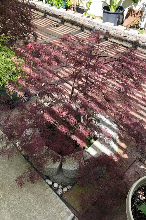  Red Filigree Lace Weeping Japanese Maple (High Graft Tree Form) - 2 Gallon Pot