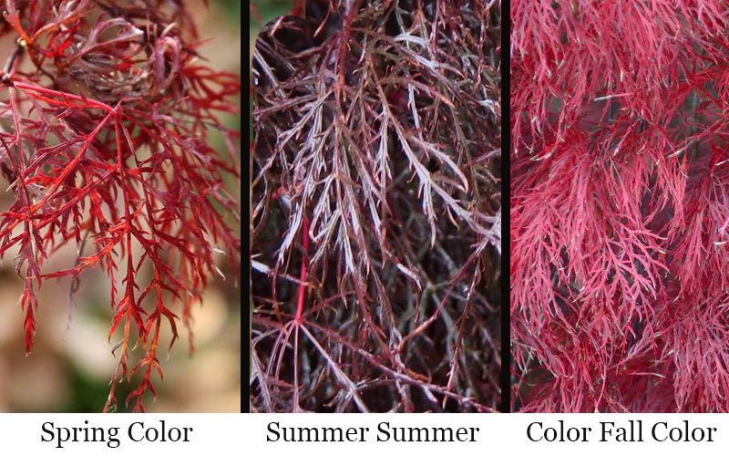  Red Filigree Lace Weeping Japanese Maple - 1 Gallon Pot
