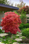  Red Filigree Lace Weeping Japanese Maple (High Graft Tree Form) - 2 Gallon Pot