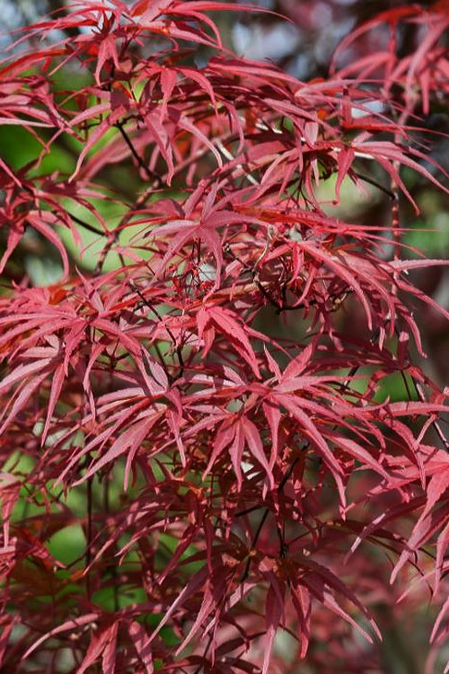  Red Pygmy Japanese Maple - 5 Gallon Pot