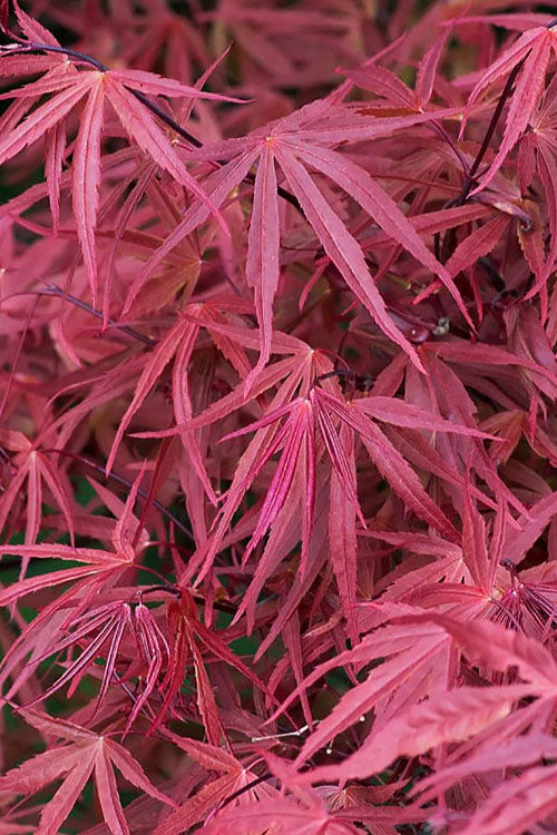  Red Pygmy Japanese Maple - 5 Gallon Pot