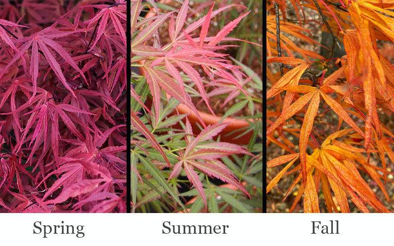  Red Pygmy Japanese Maple - 5 Gallon Pot