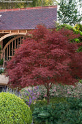  Red Pygmy Japanese Maple - 5 Gallon Pot