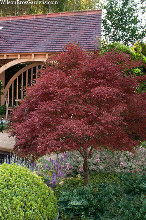  Red Pygmy Japanese Maple - 5 Gallon Pot