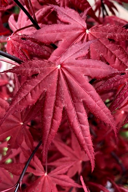  Rhode Island Red Japanese Maple - 3 Gallon Pot (ON SALE)
