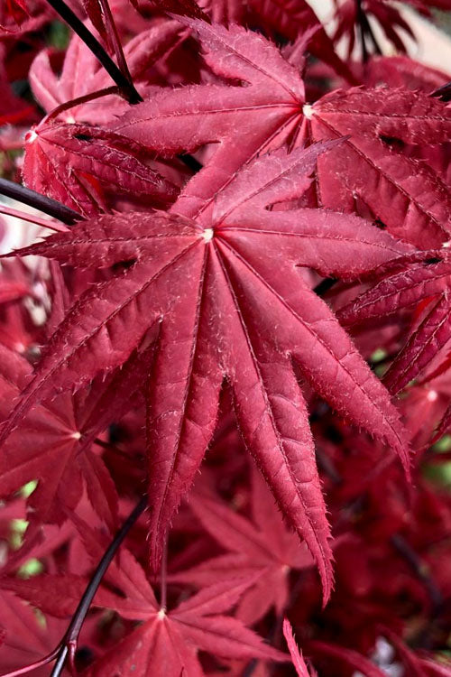  Rhode Island Red Japanese Maple - 1 Gallon Pot