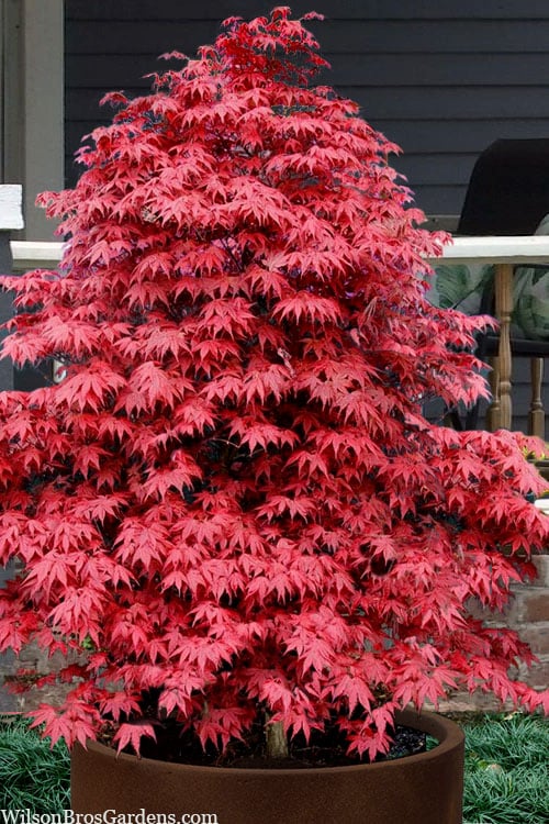  Rhode Island Red Japanese Maple - 3 Gallon Pot (ON SALE)