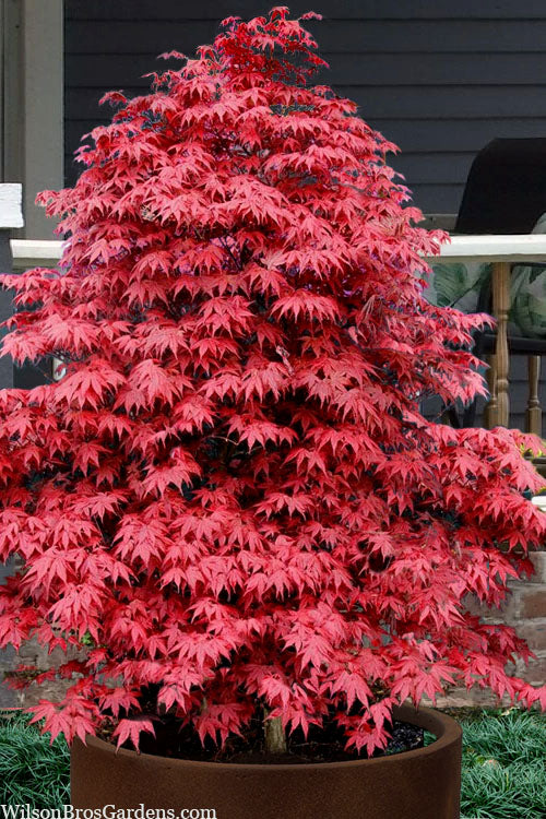  Rhode Island Red Japanese Maple (High Graft Tree Form) - 1 Gallon Pot (2-3')