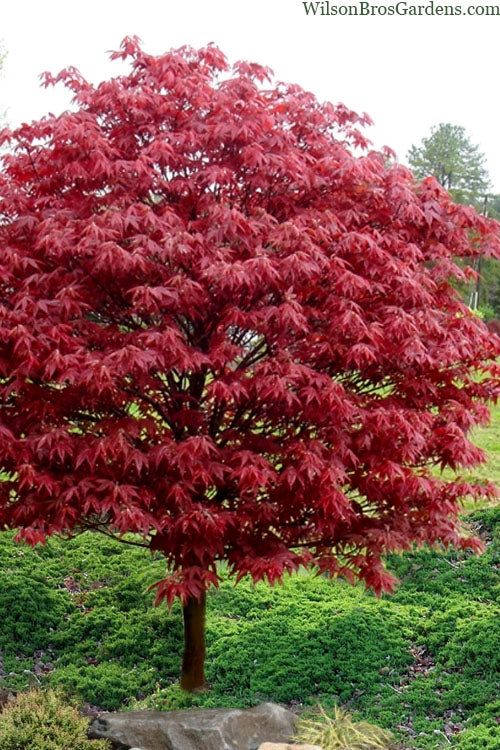  Rhode Island Red Japanese Maple - 1 Gallon Pot