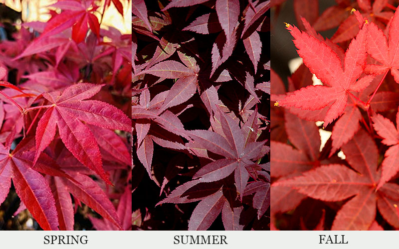  Rhode Island Red Japanese Maple (High Graft Tree Form) - 1 Gallon Pot (2-3')