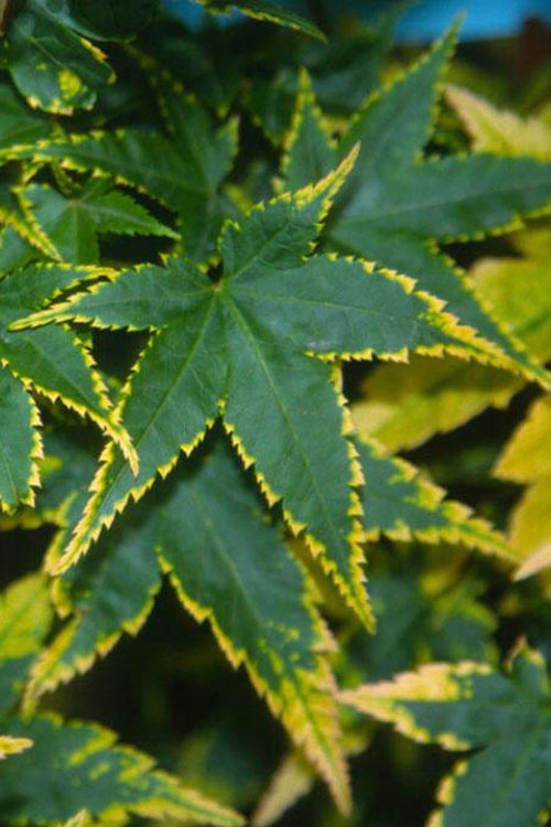  Sagara Nishiki Japanese Maple - 5 Gallon Pot