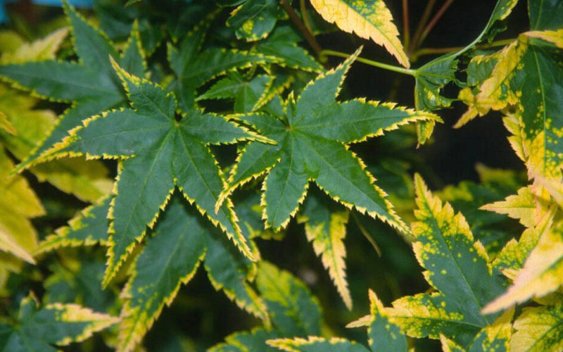  Sagara Nishiki Japanese Maple - 5 Gallon Pot