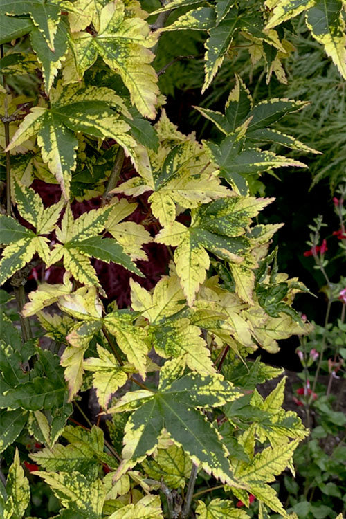  Sagara Nishiki Japanese Maple - 3 Gallon Pot (2-3')