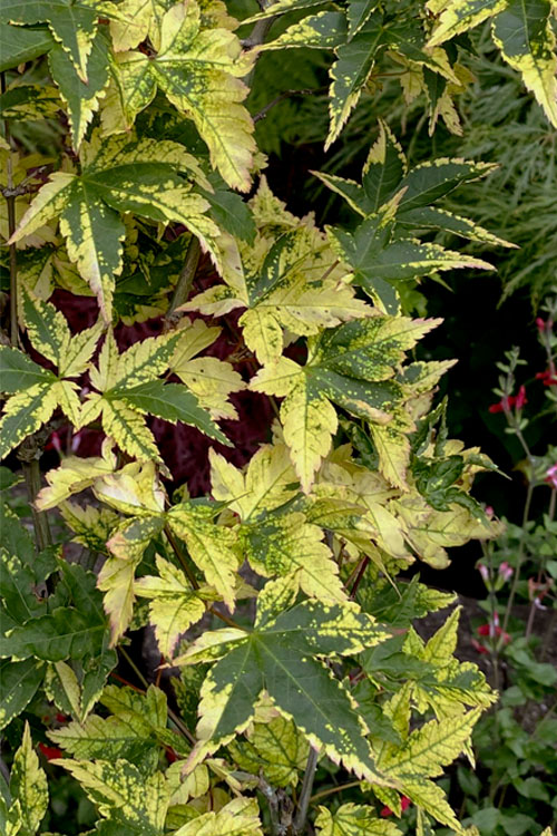  Sagara Nishiki Japanese Maple - 5 Gallon Pot