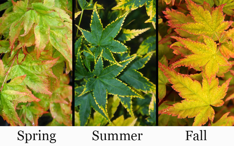  Sagara Nishiki Japanese Maple - 5 Gallon Pot