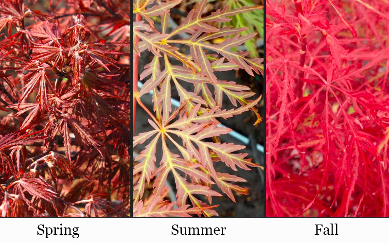  Scarlet Princess Dwarf Japanese Maple - Tree Form - 3 Gallon Pot