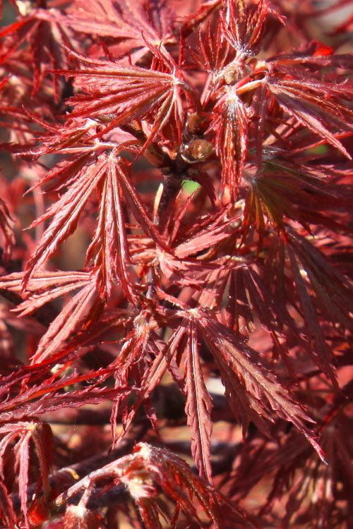  Scarlet Princess Dwarf Japanese Maple - Tree Form - 3 Gallon Pot