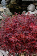  Scarlet Princess Dwarf Japanese Maple (High Graft Tree Form) - 1 Gallon Pot