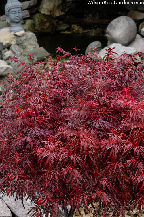  Scarlet Princess Dwarf Japanese Maple (High Graft Tree Form) - 1 Gallon Pot